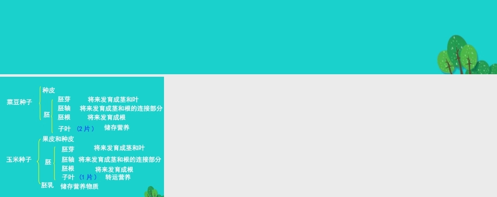 八年级生物上册 第三单元 第一章 第一节 种子萌发的过程 活动：菜豆种子与玉米种子结构的比较课件 冀少版 课件