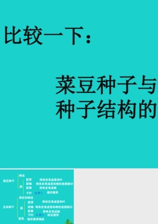 八年级生物上册 第三单元 第一章 第一节 种子萌发的过程 活动：菜豆种子与玉米种子结构的比较课件 冀少版 课件