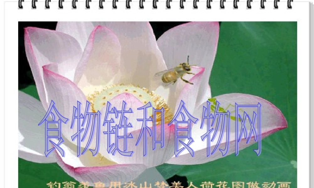 八年级生物下册 第六单元第一章第二节食物链和食物网课件 济南版 课件