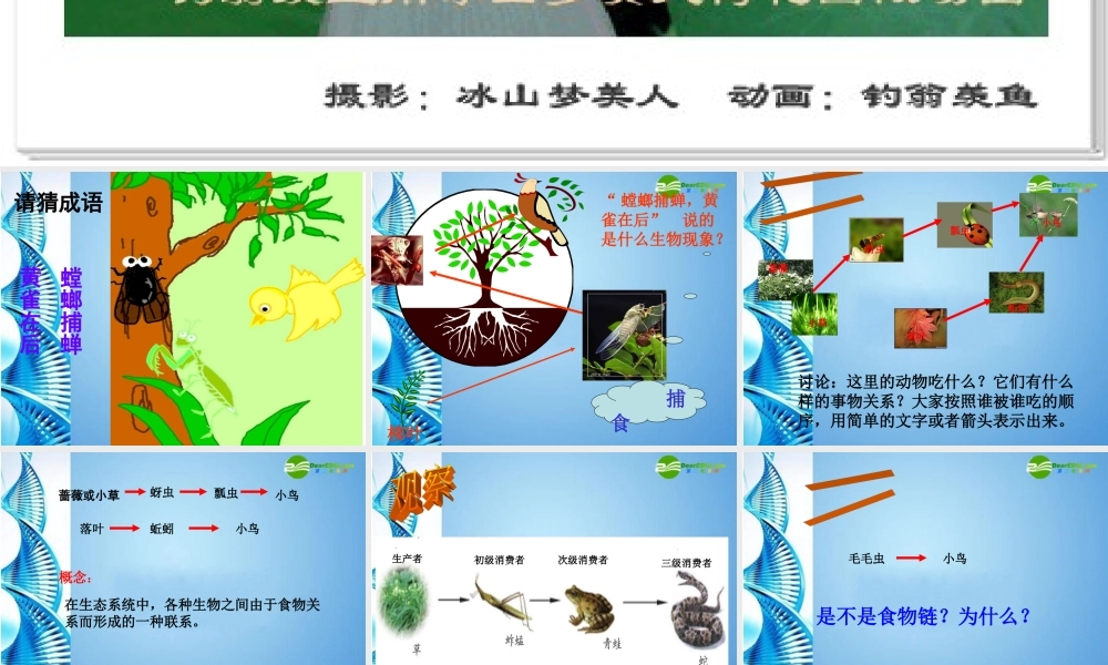 八年级生物下册 第六单元第一章第二节食物链和食物网课件 济南版 课件