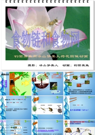 八年级生物下册 第六单元第一章第二节食物链和食物网课件 济南版 课件