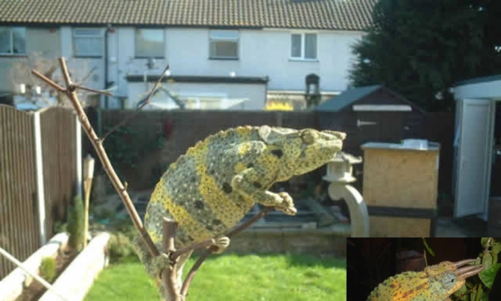 九年级语文第七课 变色龙 课件人教版 课件