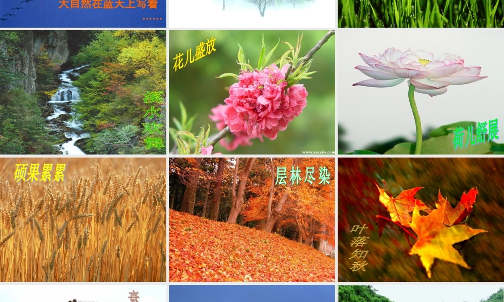 八年级语文上册 16(大自然的语言)课件 新人教版 课件