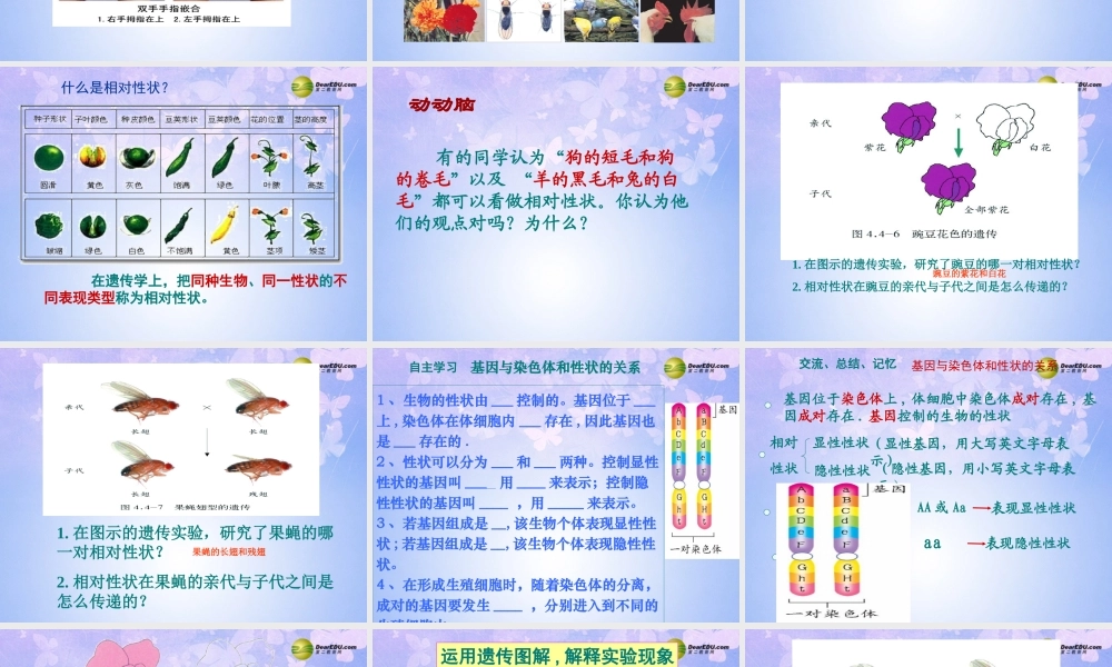 八年级生物上册 第二节 性状的遗传课件 济南版 课件