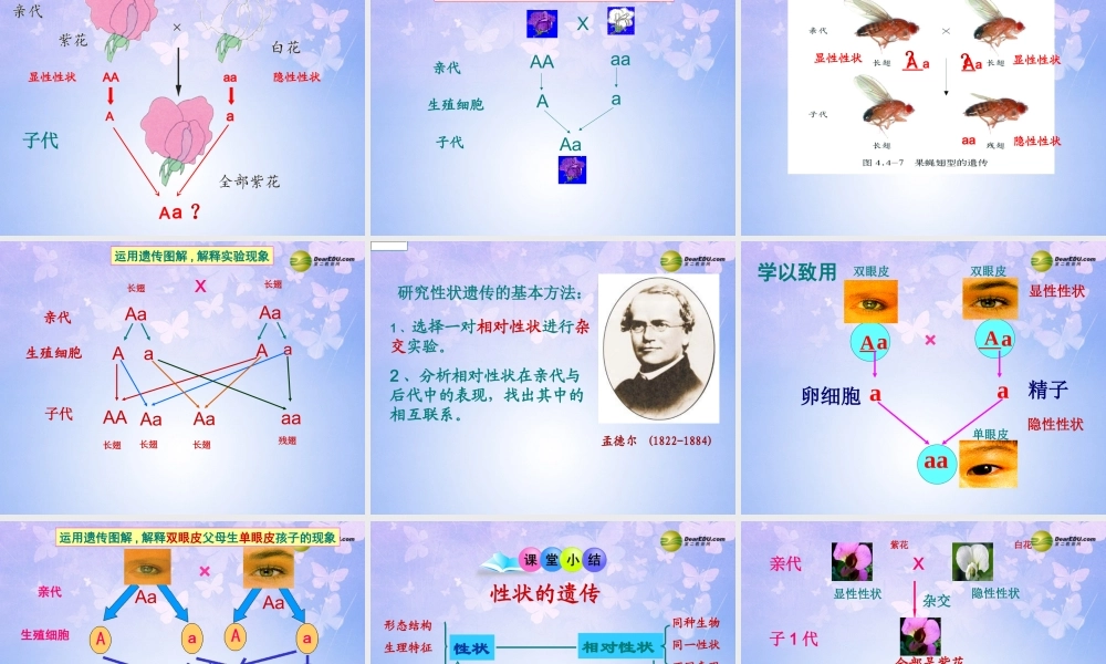 八年级生物上册 第二节 性状的遗传课件 济南版 课件