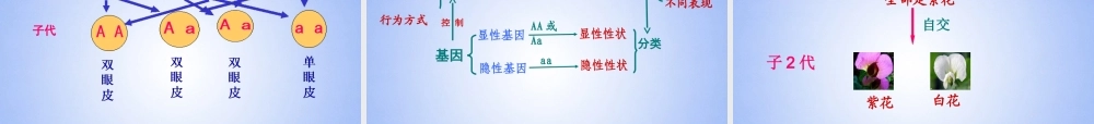 八年级生物上册 第二节 性状的遗传课件 济南版 课件