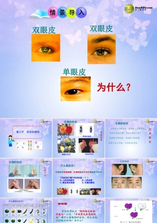 八年级生物上册 第二节 性状的遗传课件 济南版 课件