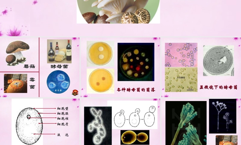 八年级生物上册 第五单元 第四章 第三节 真菌课件 (新版)新人教版 课件
