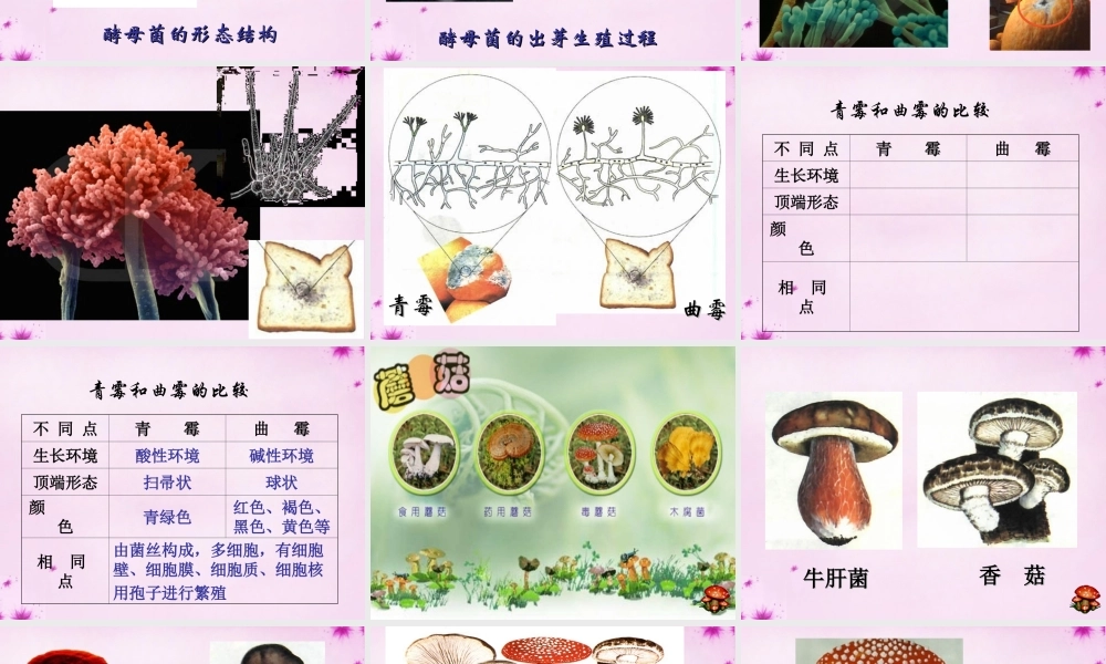 八年级生物上册 第五单元 第四章 第三节 真菌课件 (新版)新人教版 课件