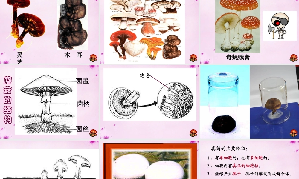 八年级生物上册 第五单元 第四章 第三节 真菌课件 (新版)新人教版 课件