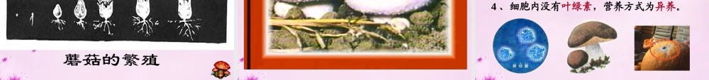 八年级生物上册 第五单元 第四章 第三节 真菌课件 (新版)新人教版 课件