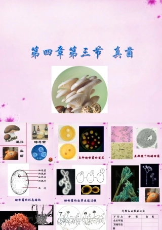 八年级生物上册 第五单元 第四章 第三节 真菌课件 (新版)新人教版 课件