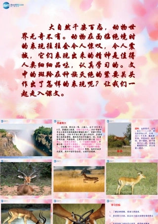 七年级语文下册 27(斑羚飞渡)课件 新人教版 课件
