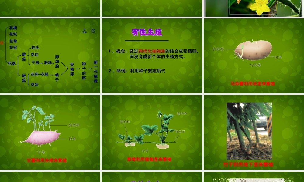 八年级生物下册(第七单元 第一章 第1节 植物的生殖)课件 新人教版 课件