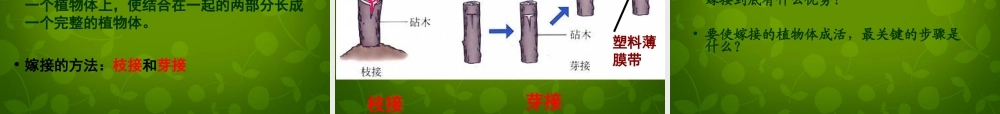 八年级生物下册(第七单元 第一章 第1节 植物的生殖)课件 新人教版 课件