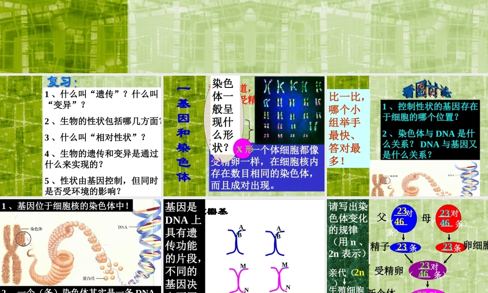 八年级生物新人教版基因在亲子代间的传递 ppt 课件