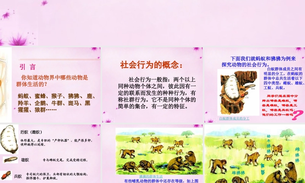 八年级生物上册 5.2.3 社会行为课件1 (新版)新人教版 课件