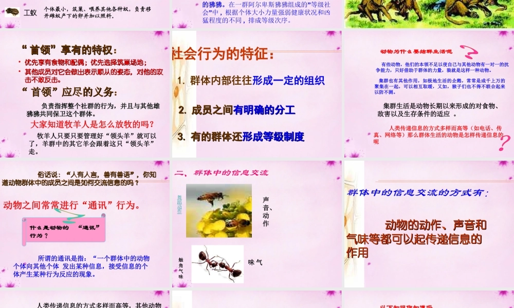 八年级生物上册 5.2.3 社会行为课件1 (新版)新人教版 课件