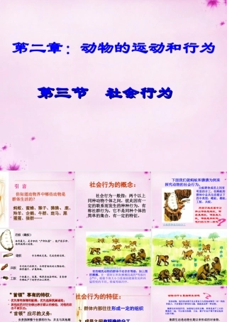 八年级生物上册 5.2.3 社会行为课件1 (新版)新人教版 课件