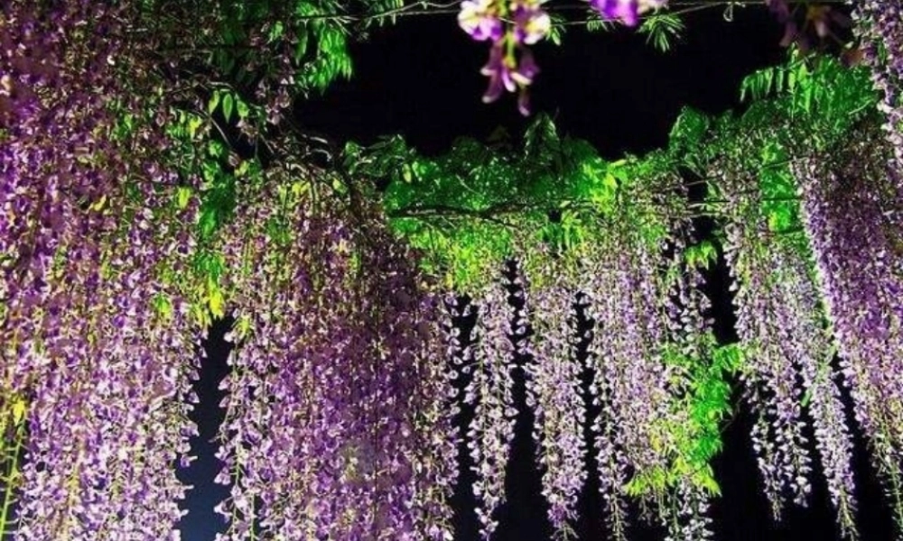 七年级语文上册 第四单元 16(紫藤萝瀑布)教学课件 (新版)新人教版 课件