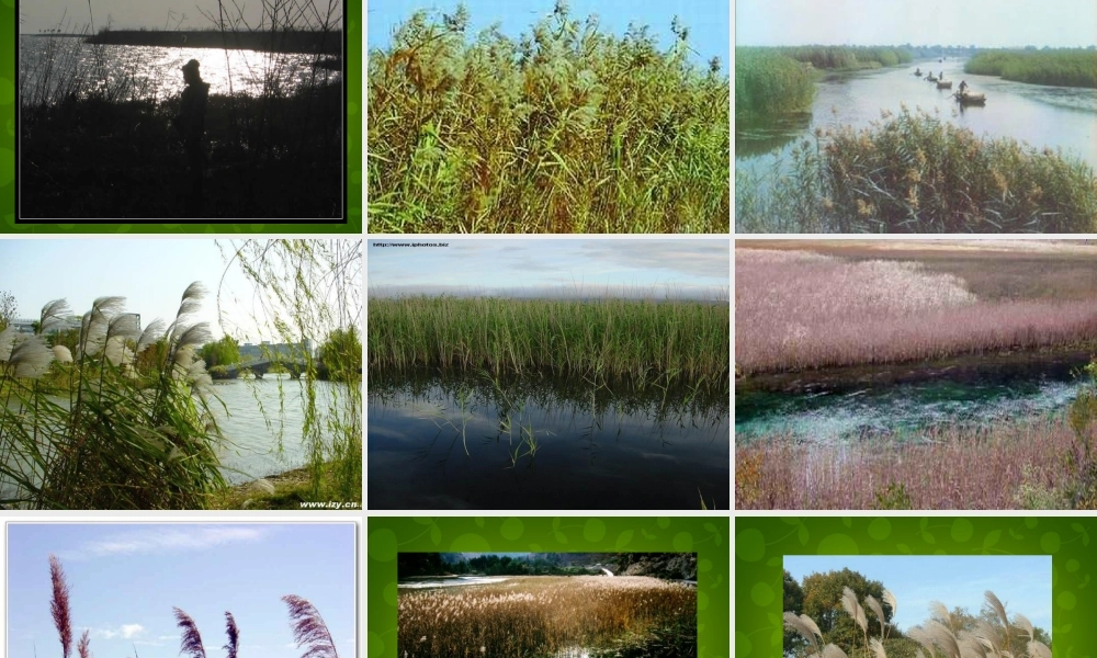 中学八年级语文上册 2 芦花荡课件 新人教版 课件