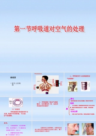 七年级生物下册 呼吸道对空气的处理课件2  人教新课标版 课件