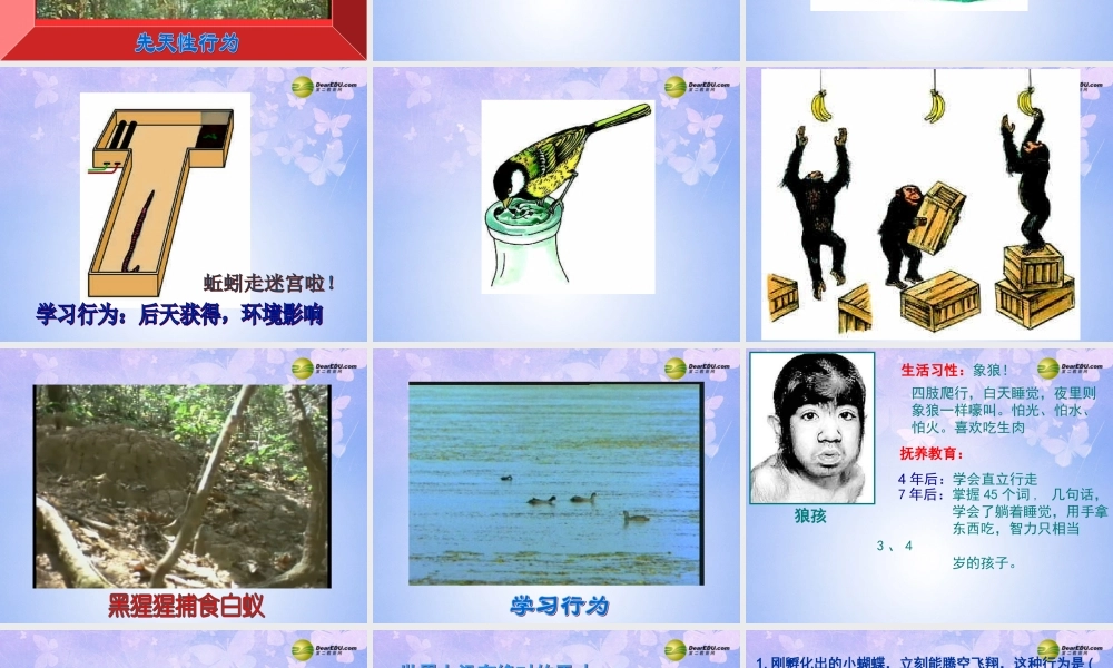 中学八年级生物上册 第五单元 第二章 第二节 先天性行为和学习行为课件 新人教版 课件