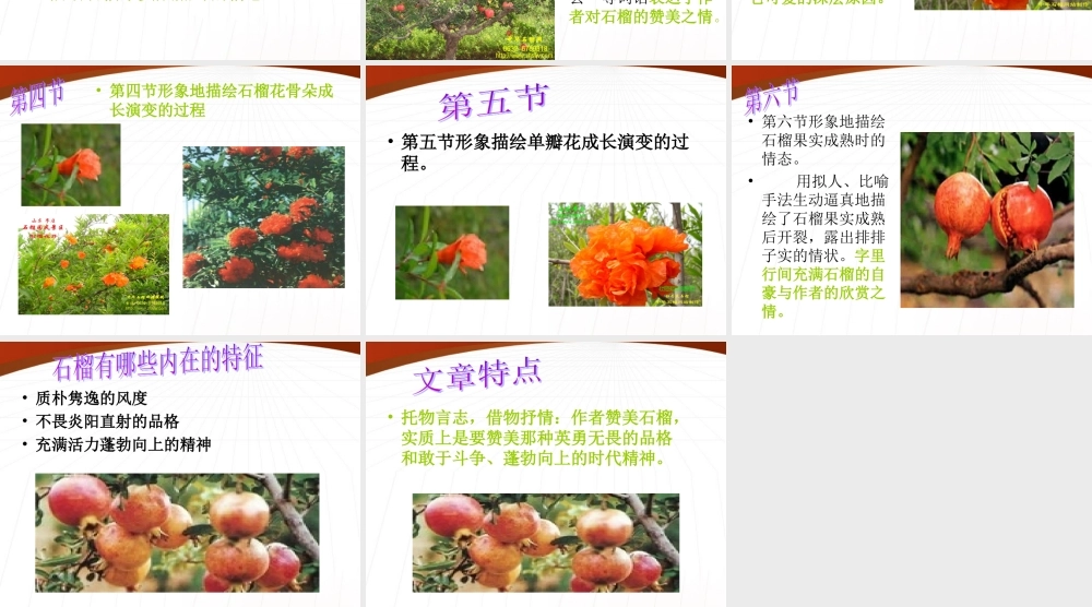 八年级语文下册(石榴)课件2 苏教版 课件