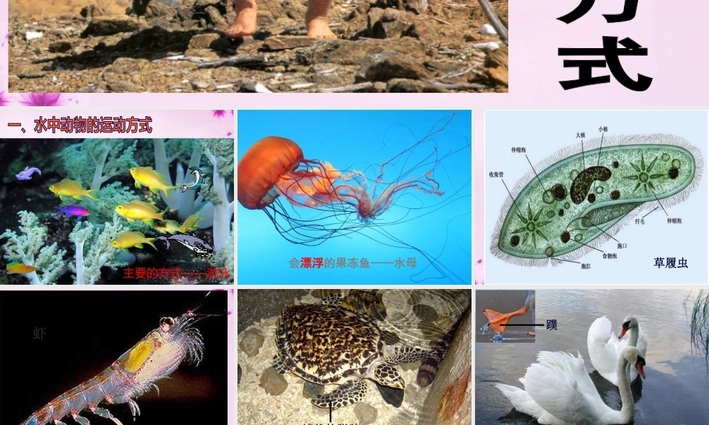 八年级生物上册 第十五章 第一节 动物运动的方式课件 北师大版 课件