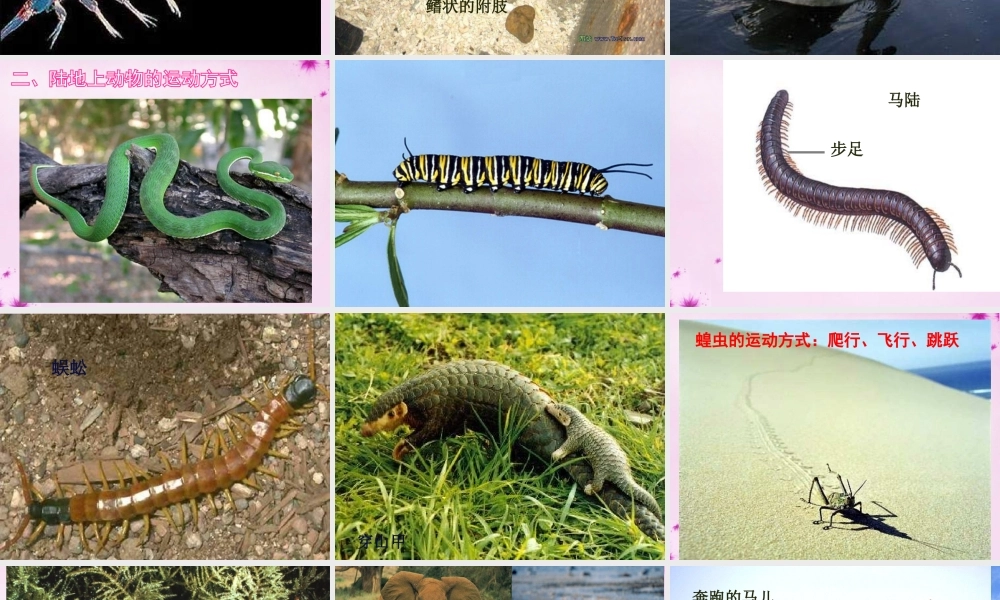 八年级生物上册 第十五章 第一节 动物运动的方式课件 北师大版 课件