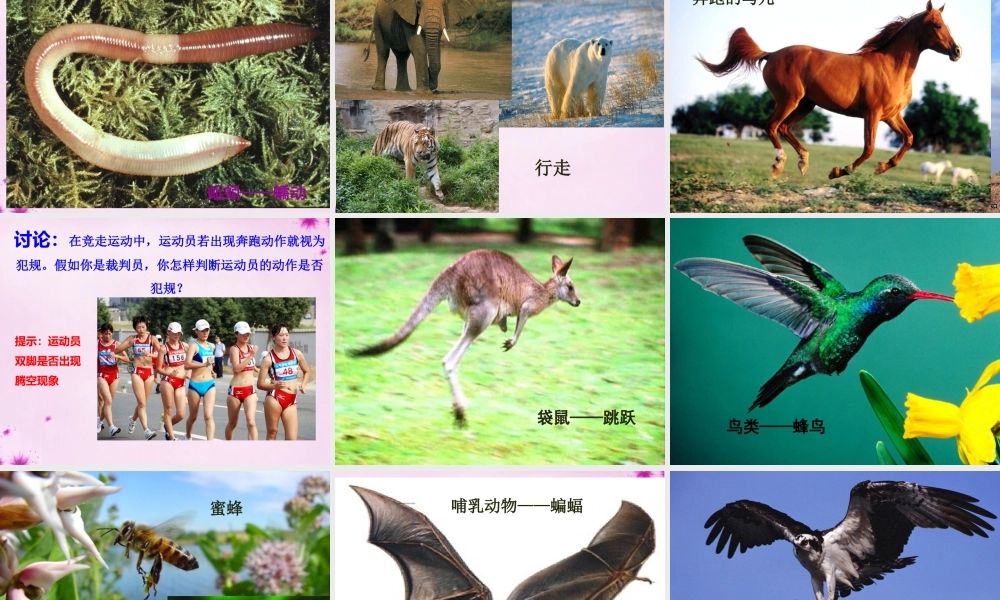 八年级生物上册 第十五章 第一节 动物运动的方式课件 北师大版 课件