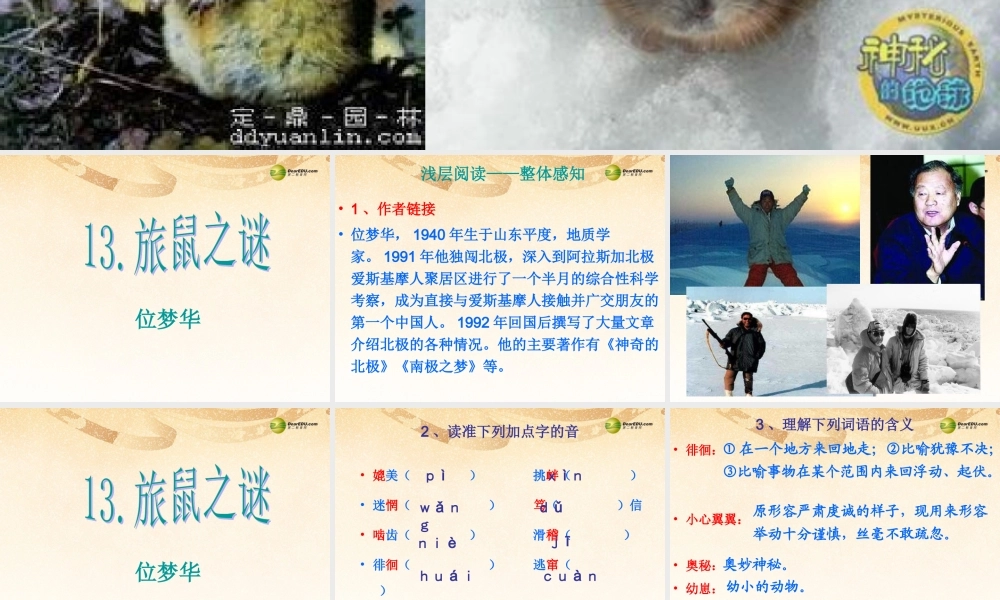 八年级语文下册 13.旅鼠之谜(浅层阅读+深层阅读+语文积累)课件 新人教版 课件