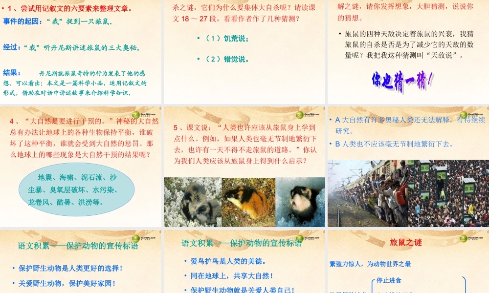 八年级语文下册 13.旅鼠之谜(浅层阅读+深层阅读+语文积累)课件 新人教版 课件