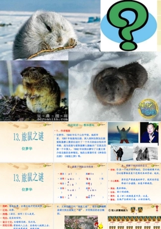 八年级语文下册 13.旅鼠之谜(浅层阅读+深层阅读+语文积累)课件 新人教版 课件