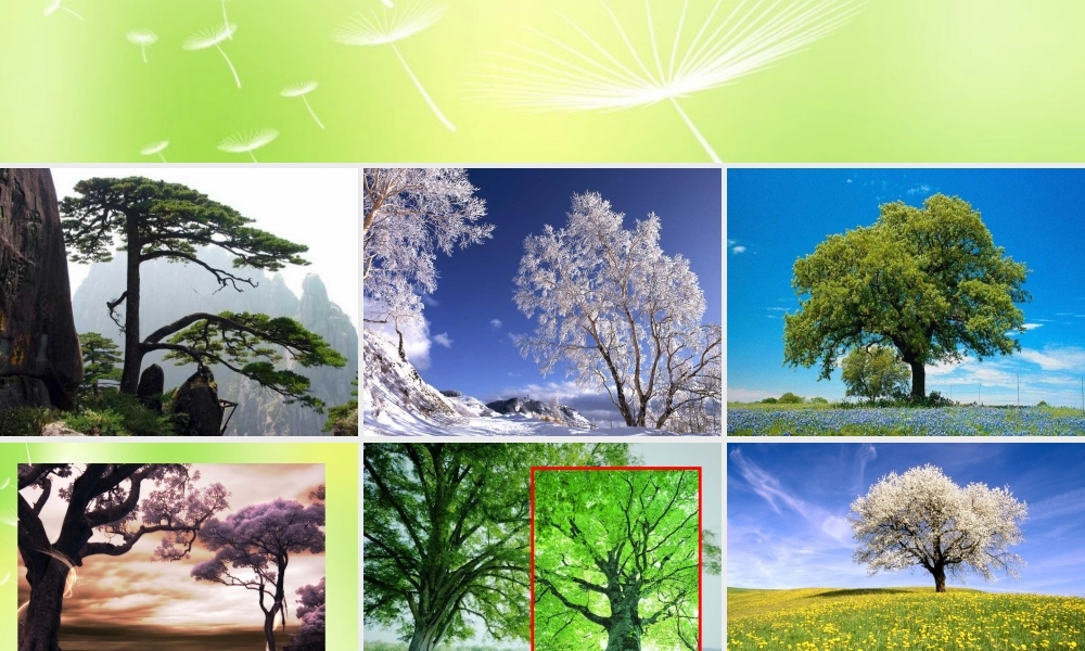 八年级语文下册 第五单元 24 我骄傲，我是一棵树课件2 (新版)苏教版 课件