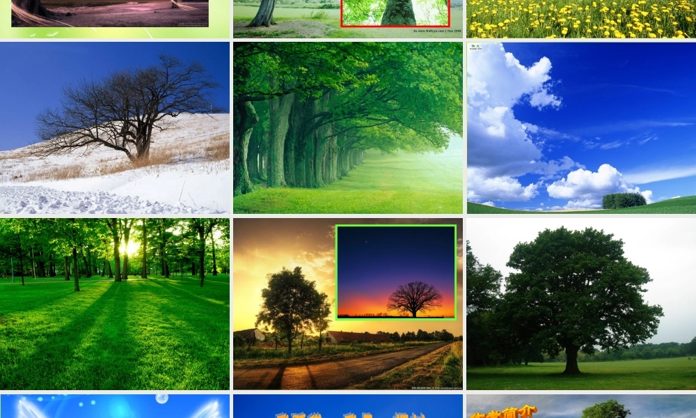 八年级语文下册 第五单元 24 我骄傲，我是一棵树课件2 (新版)苏教版 课件