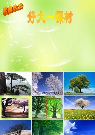 八年级语文下册 第五单元 24 我骄傲，我是一棵树课件2 (新版)苏教版 课件