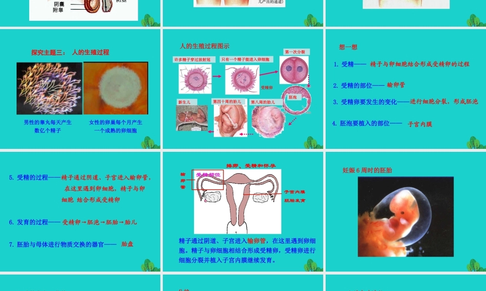 七年级生物下册 4.1.2 人的生殖课件 七年级生物下册 4.1.2 人的生殖课件+素材(新版)新人教版-2