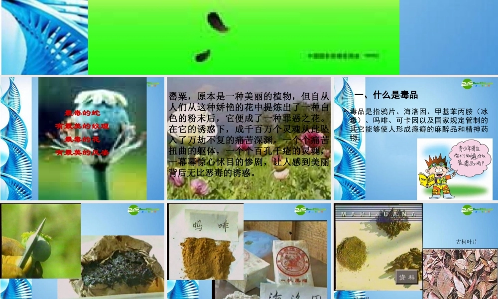 八年级生物下册 珍爱生命 拒绝毒品(一)课件 苏科版 课件