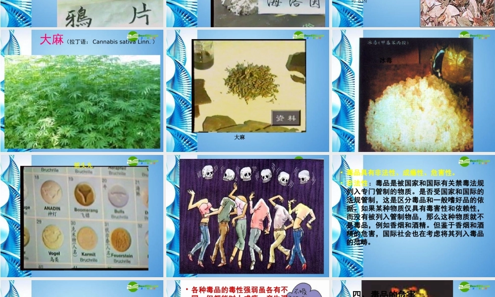 八年级生物下册 珍爱生命 拒绝毒品(一)课件 苏科版 课件