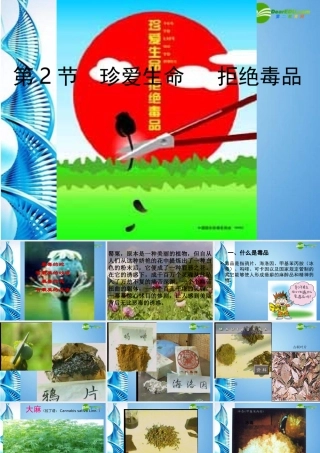 八年级生物下册 珍爱生命 拒绝毒品(一)课件 苏科版 课件