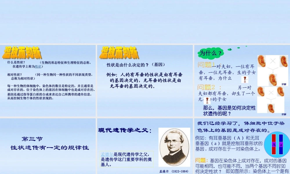 八年级生物上册 第3节性状遗传有一定的规律性课件 北师大版 课件