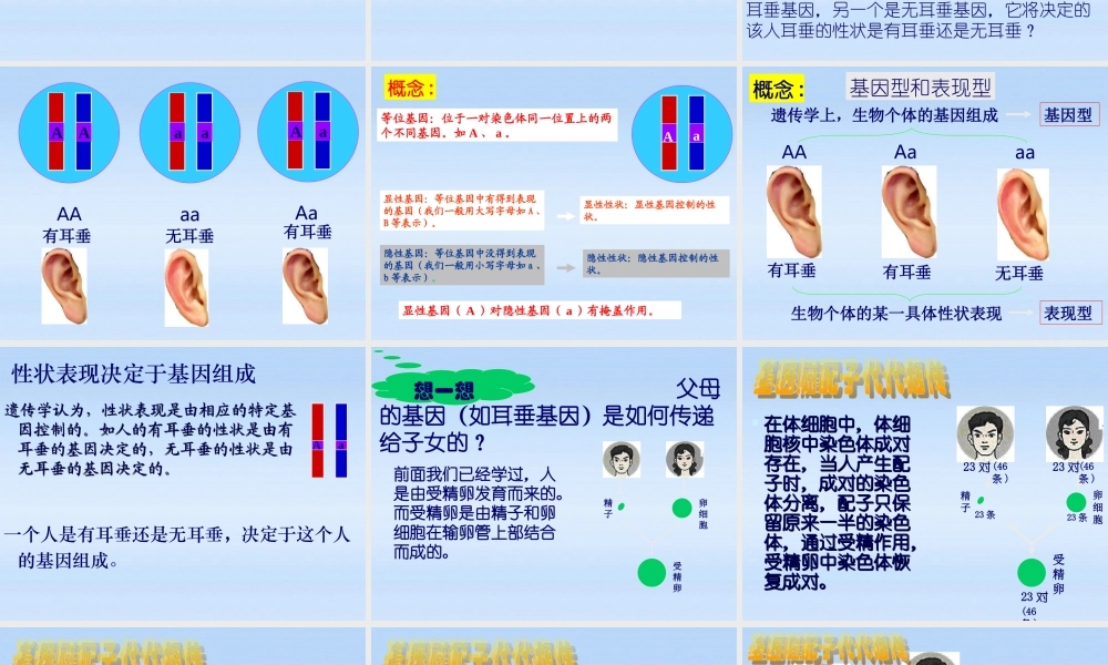 八年级生物上册 第3节性状遗传有一定的规律性课件 北师大版 课件