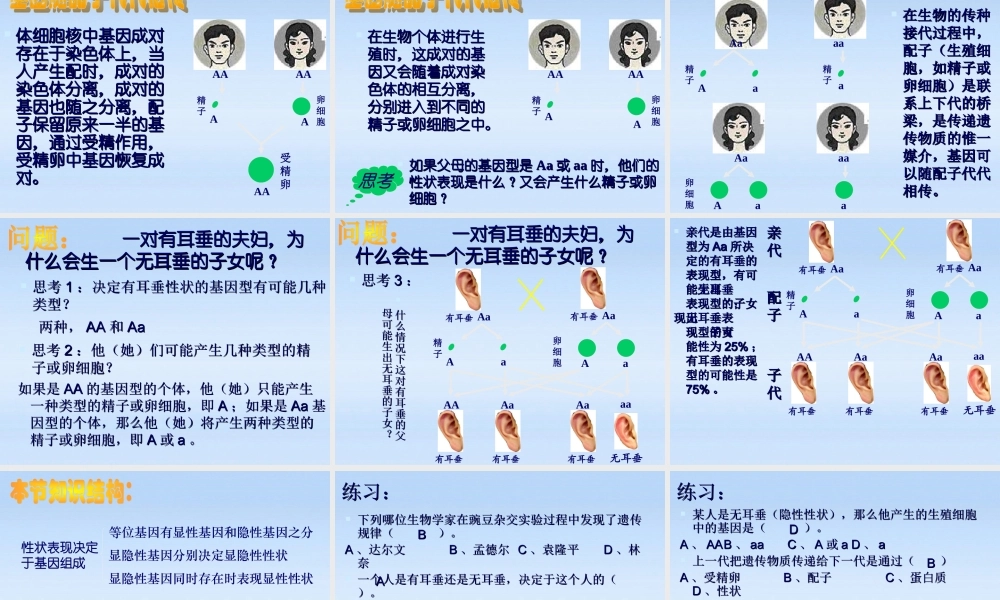 八年级生物上册 第3节性状遗传有一定的规律性课件 北师大版 课件