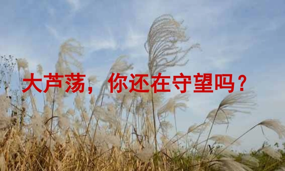 七年级语文上册 第八单元 第43课(大芦荡你还在守望吗)课件 上海五四制版 课件