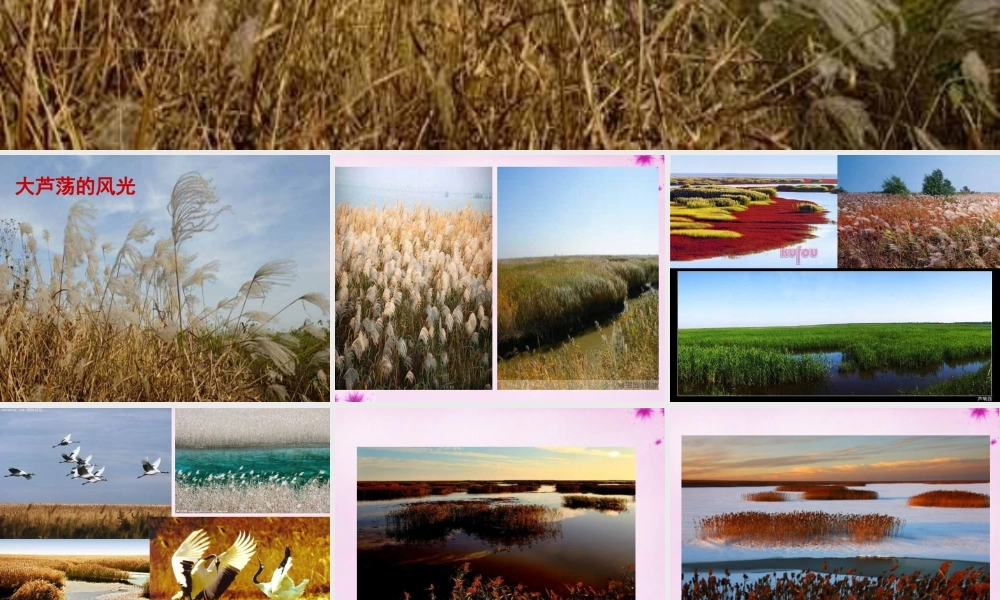 七年级语文上册 第八单元 第43课(大芦荡你还在守望吗)课件 上海五四制版 课件