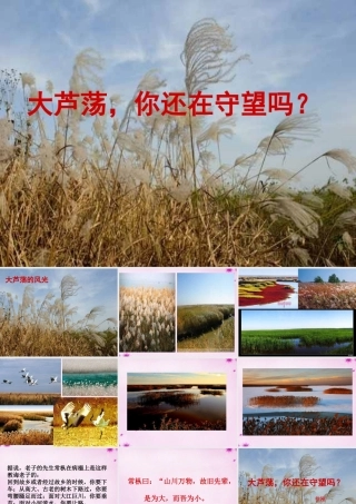 七年级语文上册 第八单元 第43课(大芦荡你还在守望吗)课件 上海五四制版 课件