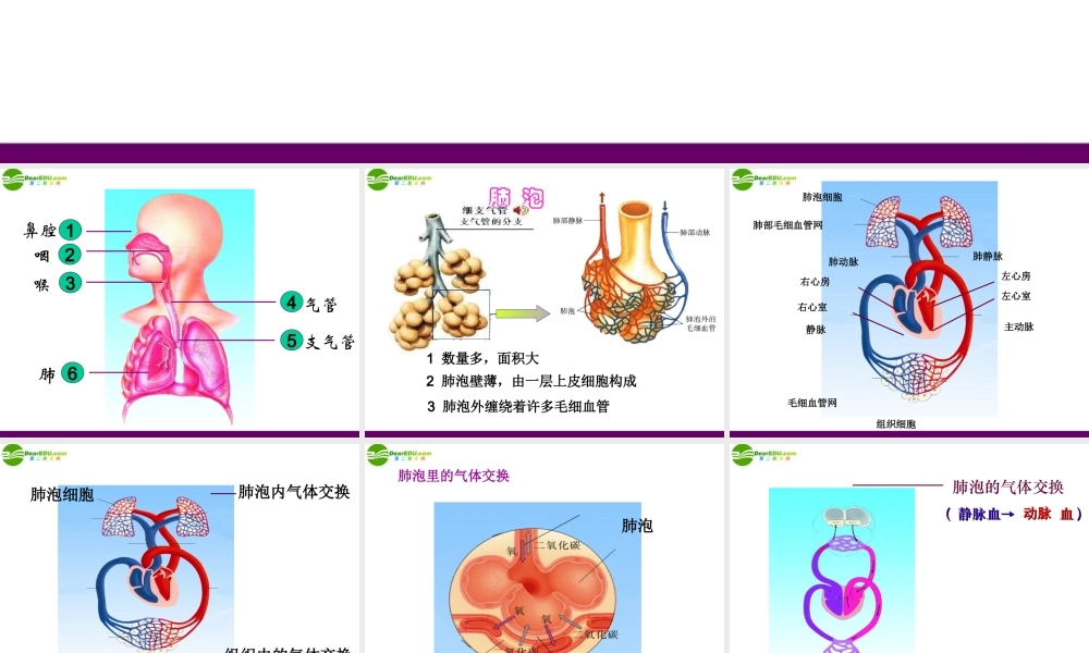 七年级生物下册 人体内的气体交换课件 苏教版 课件
