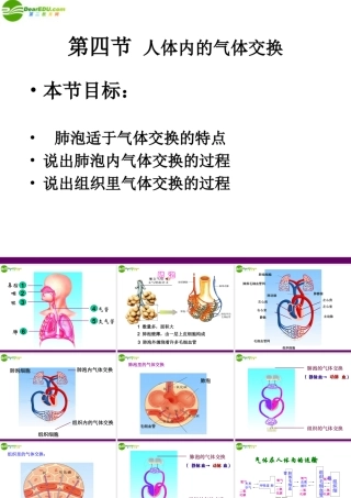 七年级生物下册 人体内的气体交换课件 苏教版 课件