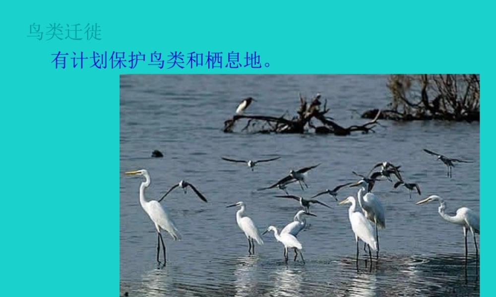 八年级生物上册 第九章 第二节 动物的行为 动物行为的意义课件 (新版)北京版 课件